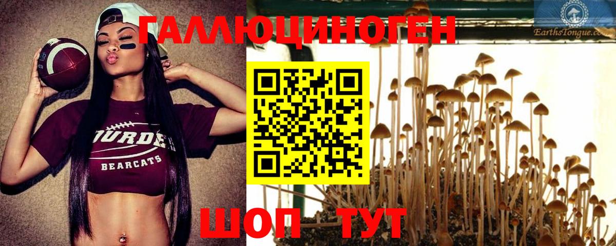 Галлюциногенные грибы Psilocybe Истра